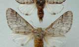 Falene di processionaria