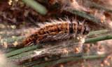 Larva di processionaria