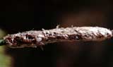 Uova di processionaria