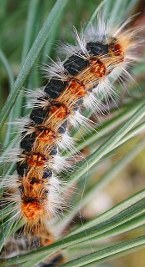 Larva di processionaria minacciosa con i suoi peli urticanti