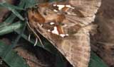 Processionaria adulta