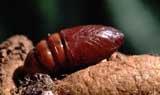 Pupa di processionaria