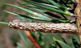 Uova di processionaria